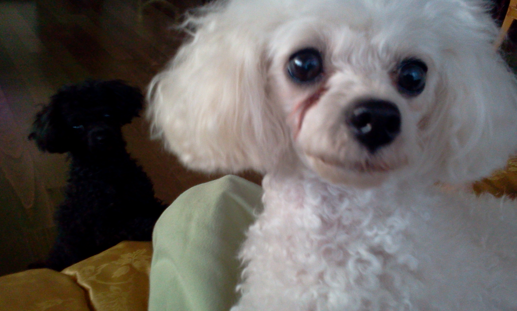 흰색푸들찾아요(인천)