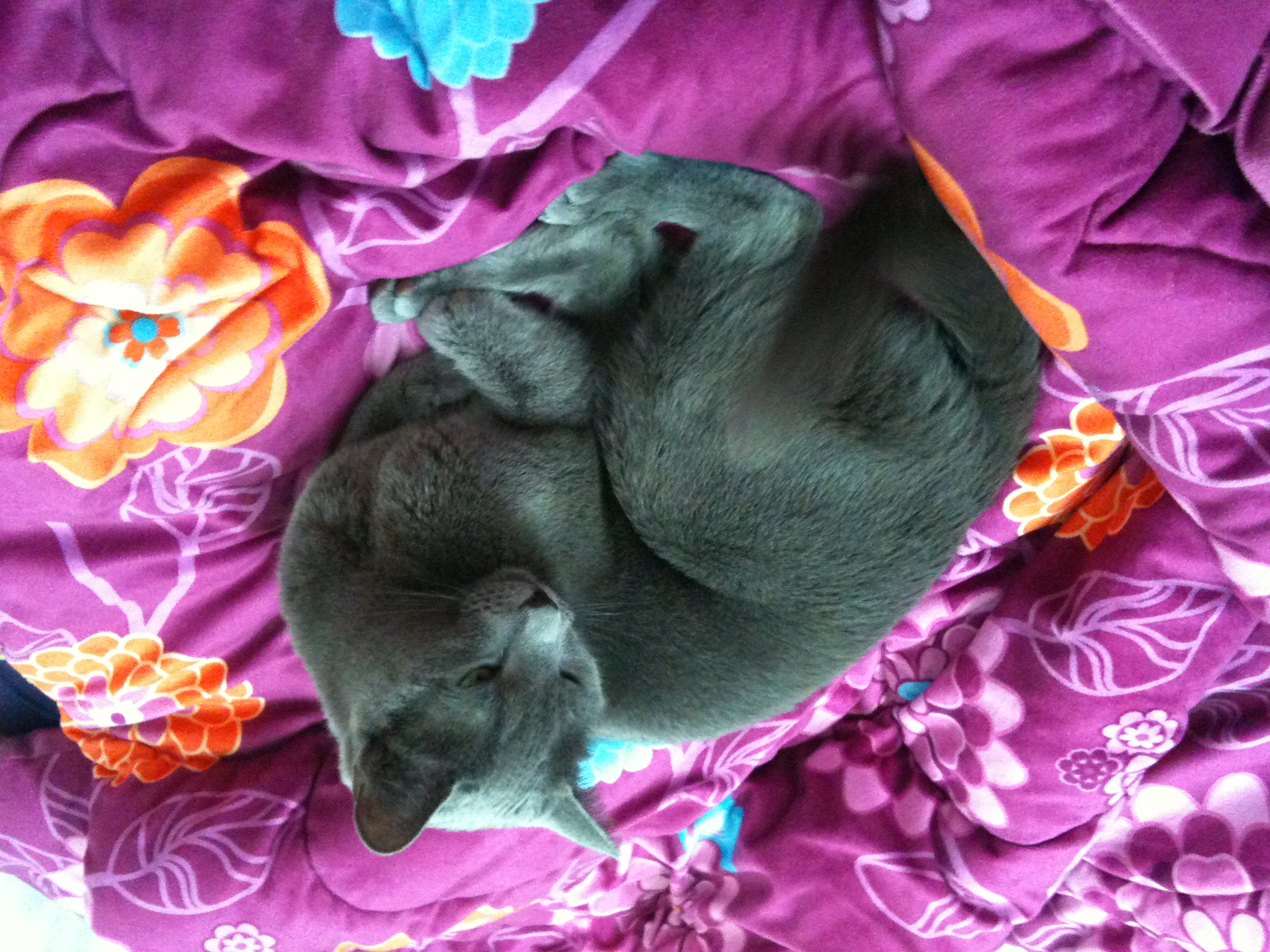 부산 사하구 괴정동 러시안블루 고양이 찾아요