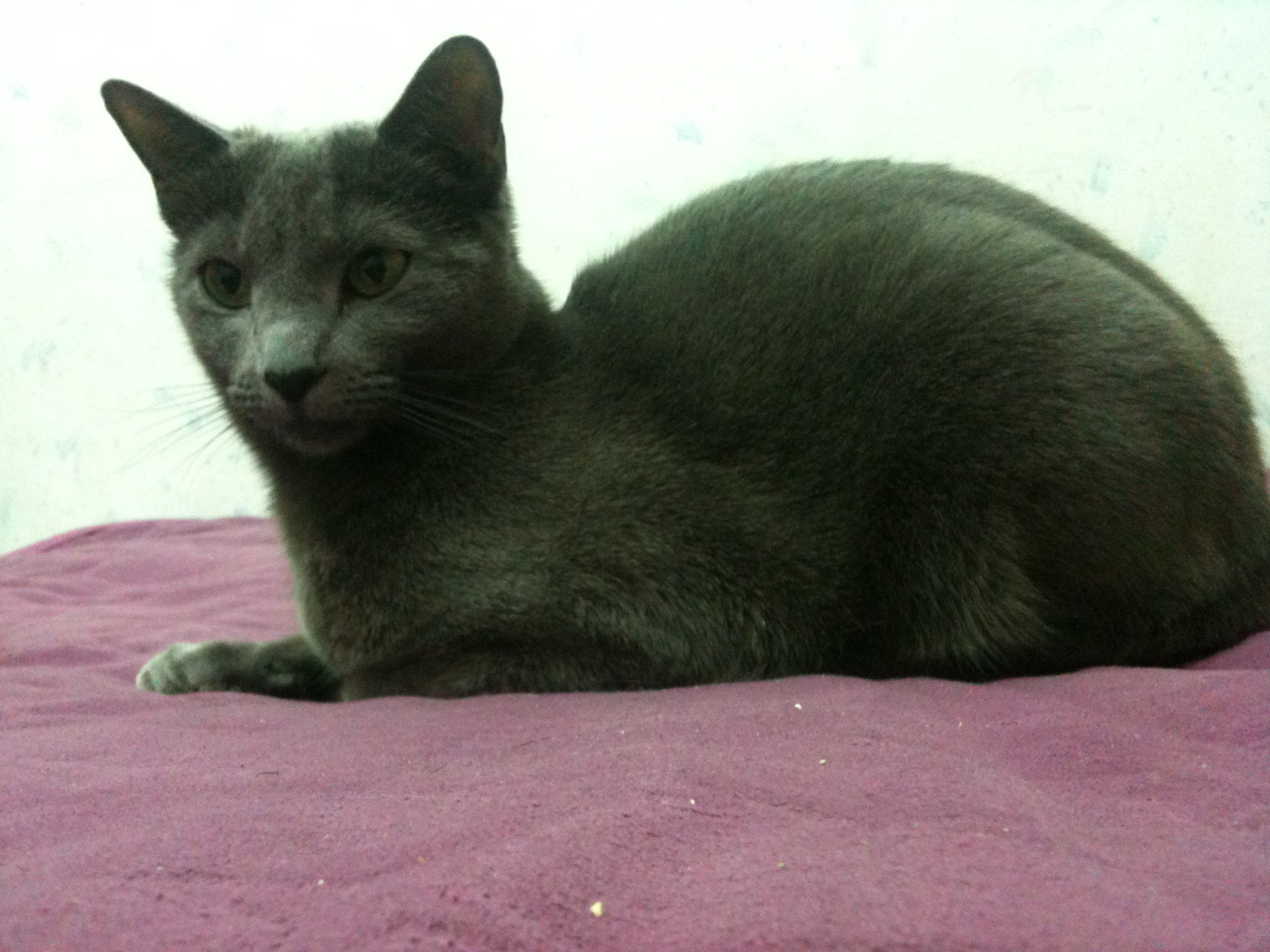 부산 사하구 괴정동 러시안블루 고양이 찾아요