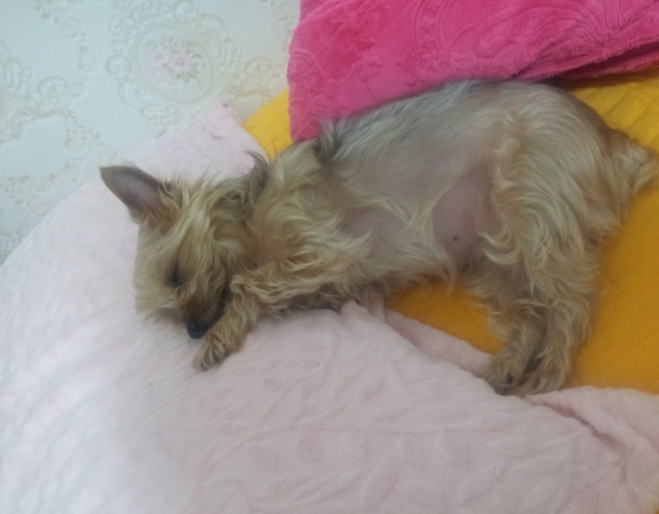 의정부시 가능동 요키 찾습니다