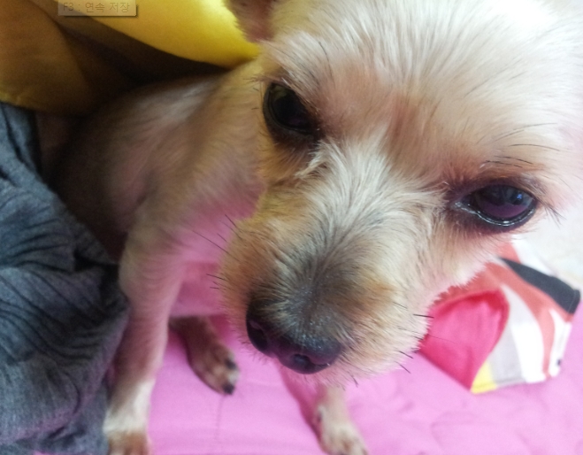 의정부시 가능동 요키 찾습니다