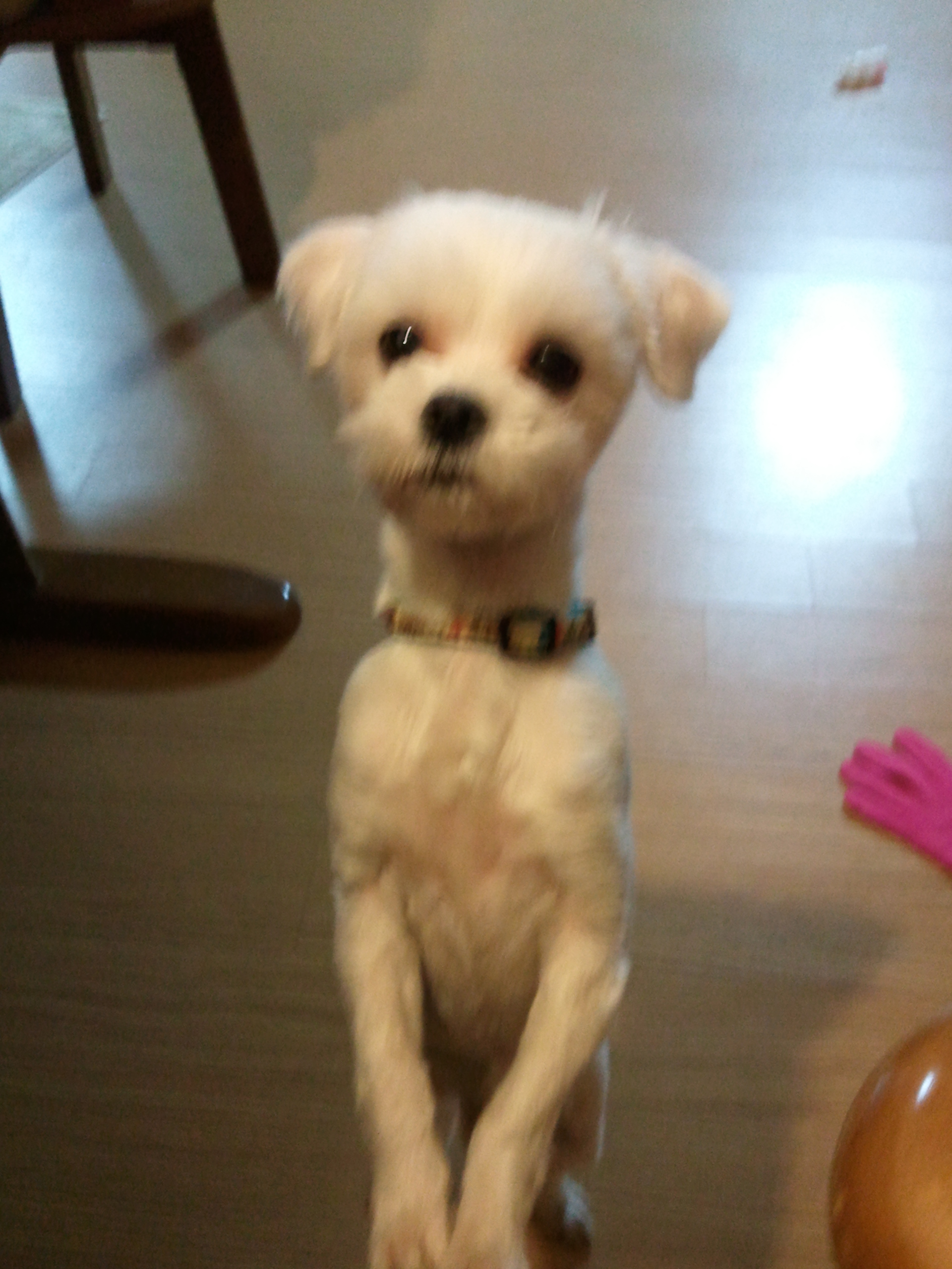 서울 양천구 신월2동 말티즈 찾습니다 .^^