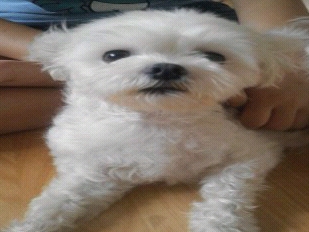 서울 양천구 신월2동 말티즈 찾습니다 .^^