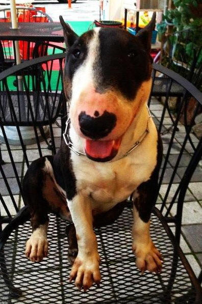 서울 왕십리 미니불테리어 3살남아 연필이 찾아요!!!