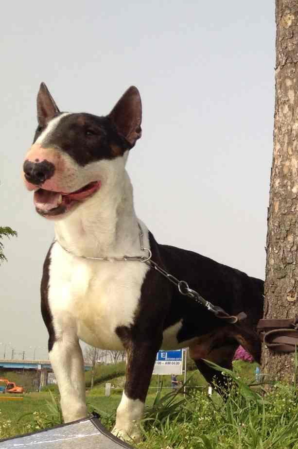 서울 왕십리 미니불테리어 3살남아 연필이 찾아요!!!