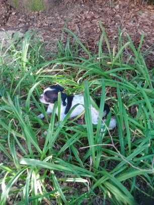 성남시 시츄 믹스견 추정 여아 보호중입니다.