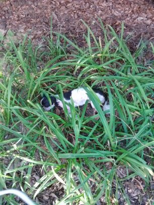 성남시 시츄 믹스견 추정 여아 보호중입니다.