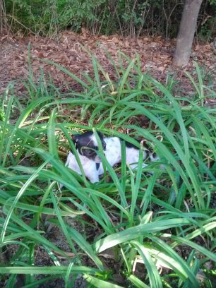 성남시 시츄 믹스견 추정 여아 보호중입니다.