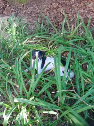 성남시 시츄 믹스견 추정 여아 보호중입니다.