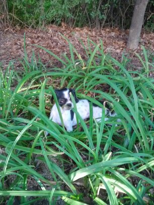 성남시 시츄 믹스견 추정 여아 보호중입니다.