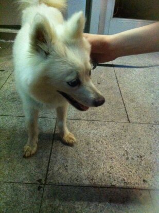 경기도 구리시 스피츠여아보호중입니다