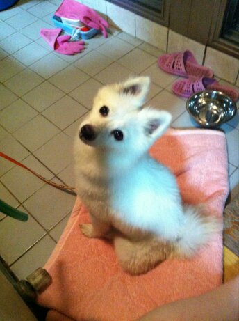 경기도 구리시 스피츠여아보호중입니다