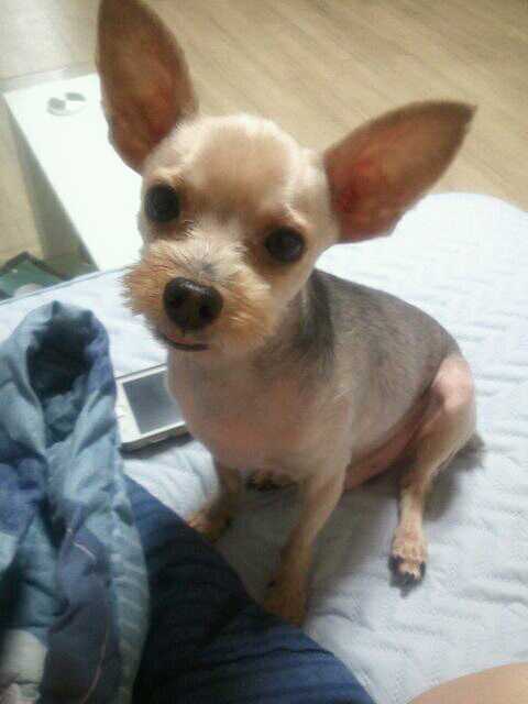 서울 신림동 요크셔 찾습니다.