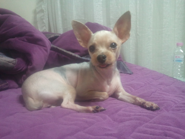 서울 신림동 요크셔 찾습니다.