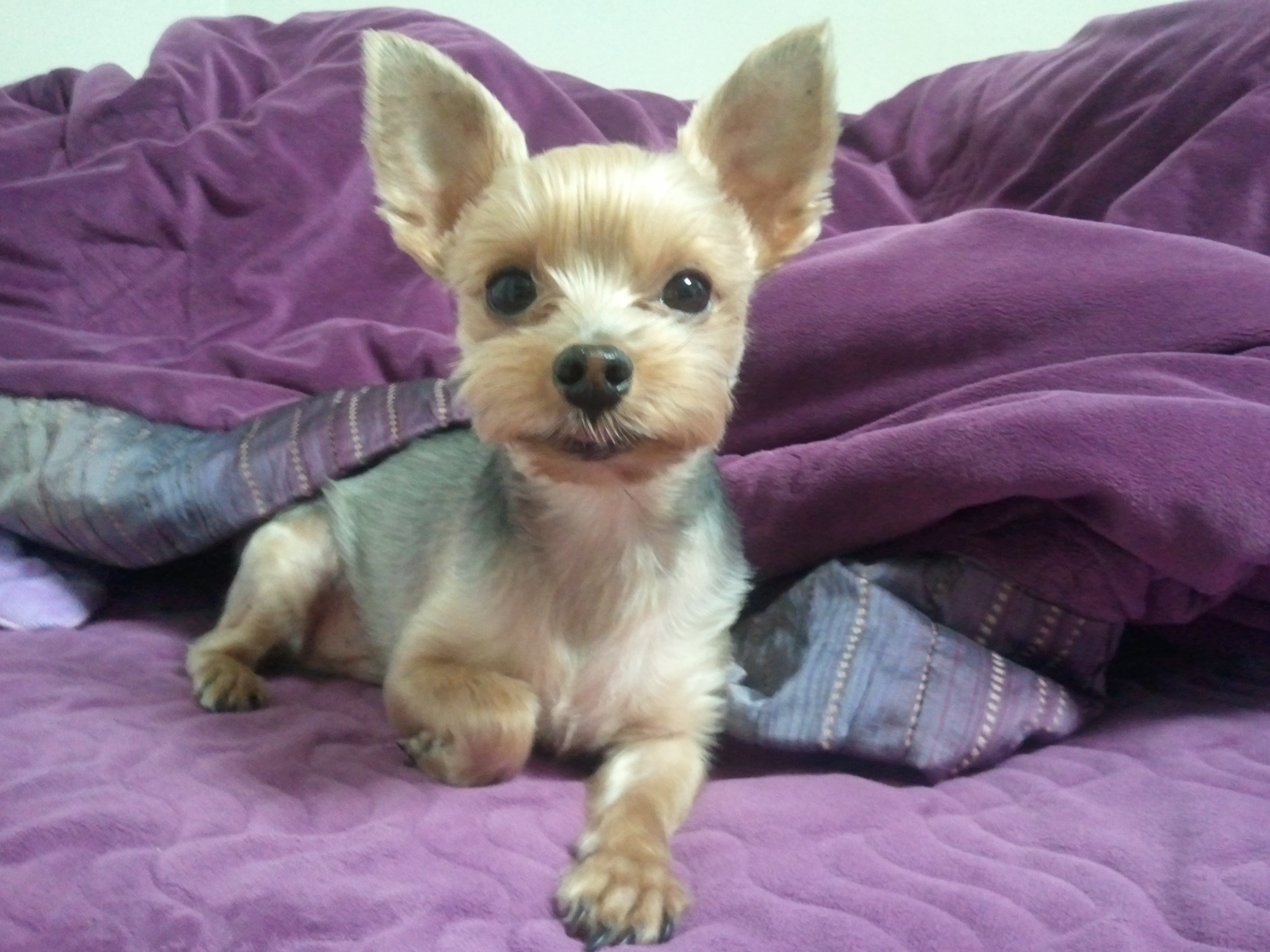 서울 신림동 요크셔 찾습니다.