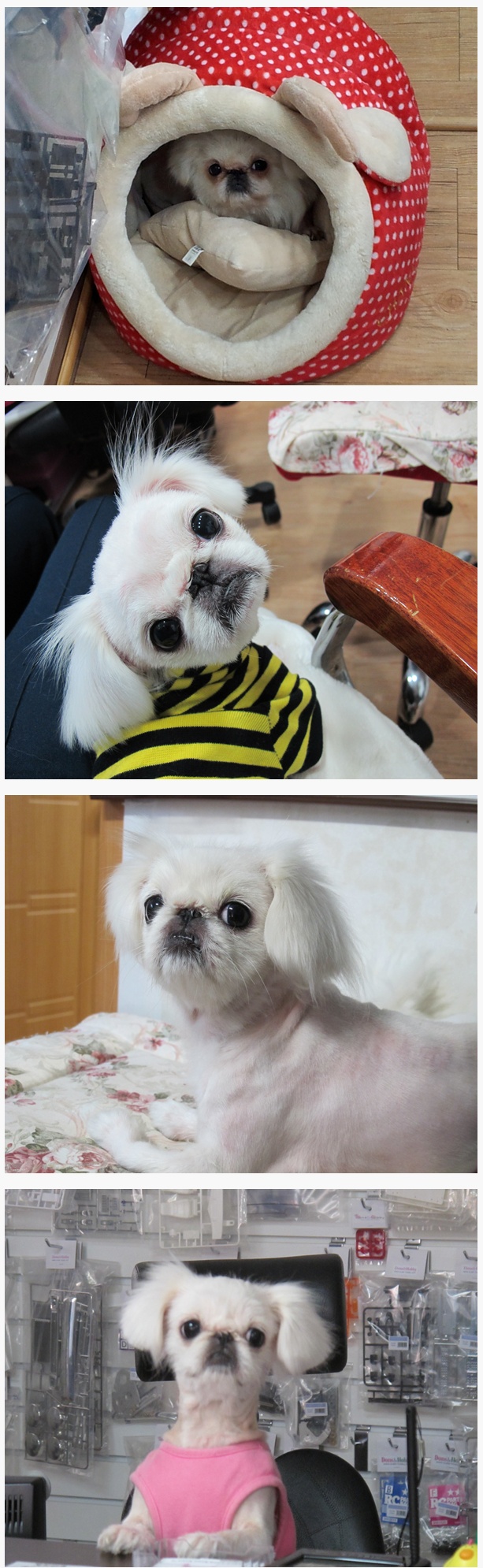 서울 송파구 송파동 방이삼거리부근 잃어버린 페키니즈 찾습니다. 