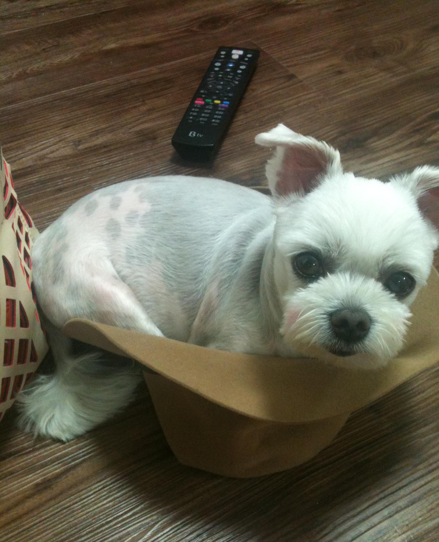 부천시 한라마을에서 잃어버린 강아지를 찾습니다