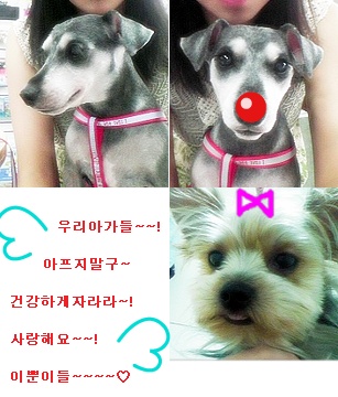 대전 서구 (미르)슈나우저 남아(중성화됨) 9살 정말 애타게 찼습니다!!