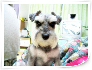 대전 서구 (미르)슈나우저 남아(중성화됨) 9살 정말 애타게 찼습니다!!