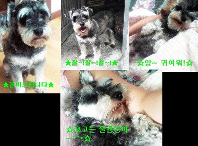 대전 서구 (미르)슈나우저 남아(중성화됨) 9살 정말 애타게 찼습니다!!