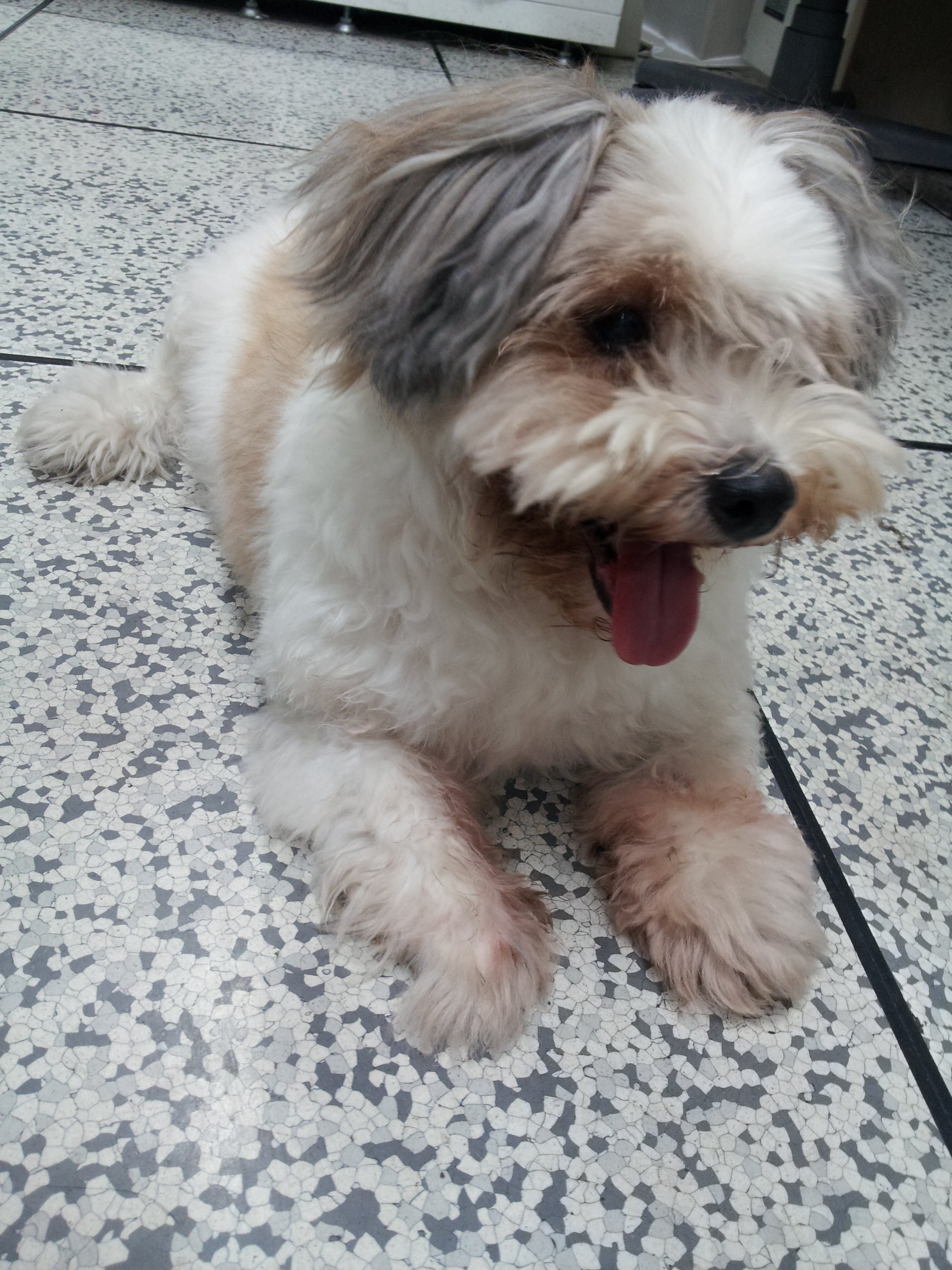 (동대문구) 시츄 여아 보호하고있습니다.