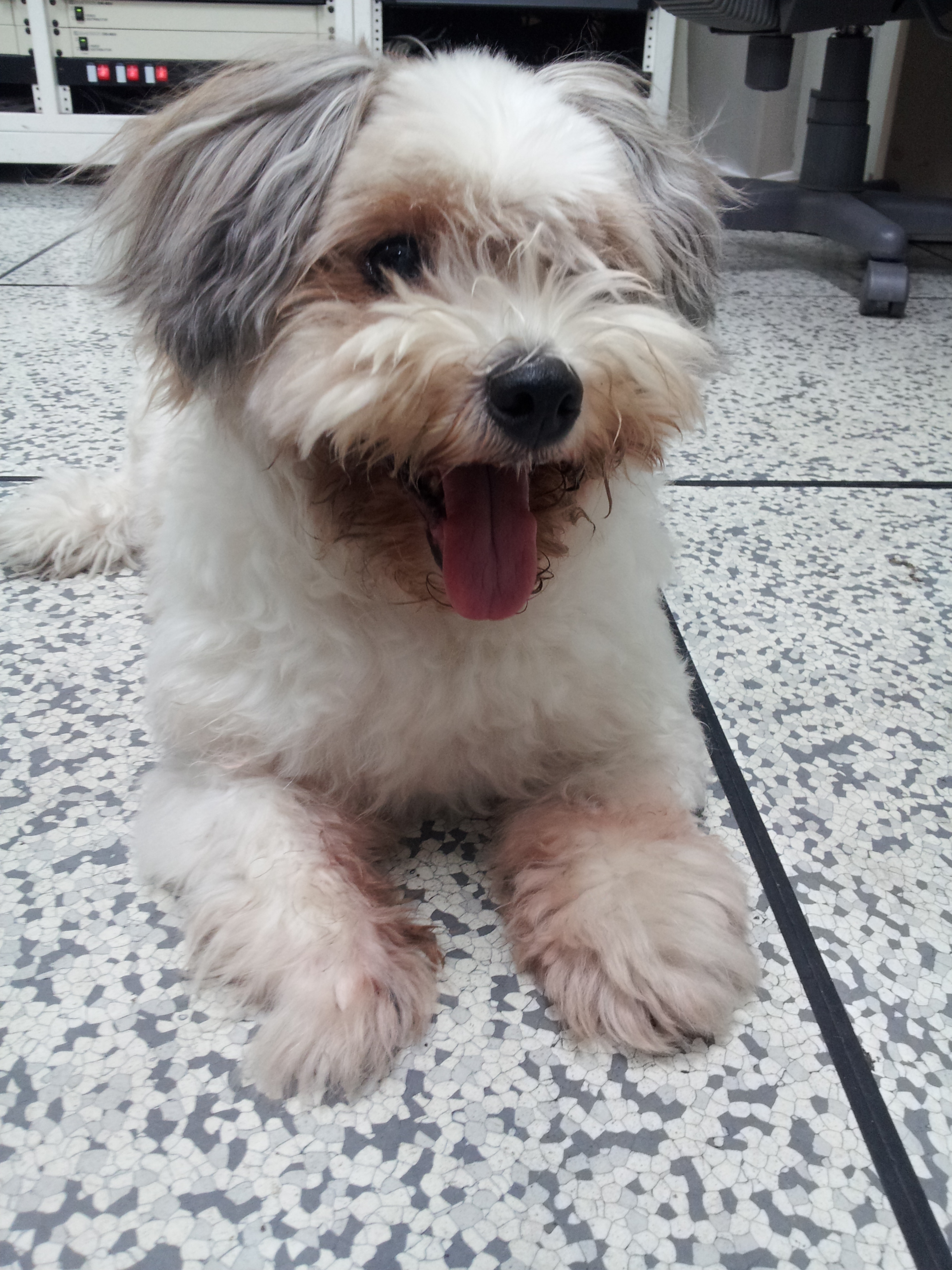 (동대문구) 시츄 여아 보호하고있습니다.