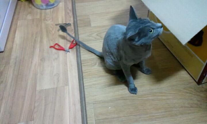 의정부/러시안블루/3년