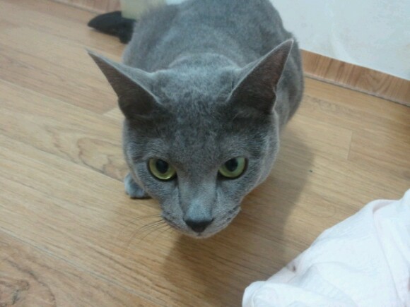 의정부/러시안블루/3년