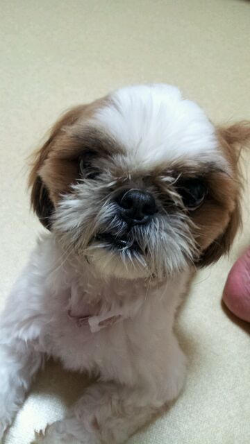 하남시 풍산지구 시츄 여아 보호중입니다.