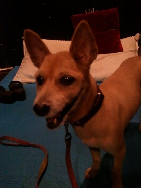 수원시유기견꼭좀봐주세요ㅠ