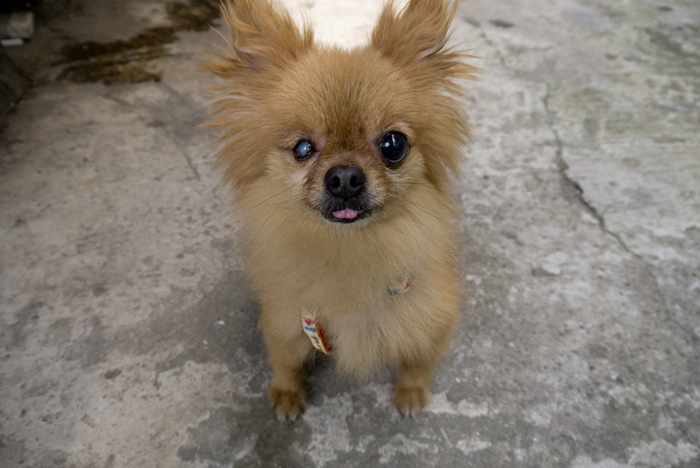 서울시 구로구 포메라니안 보호하고 있습니다