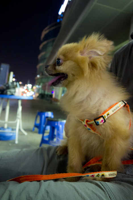 서울시 구로구 포메라니안 보호하고 있습니다