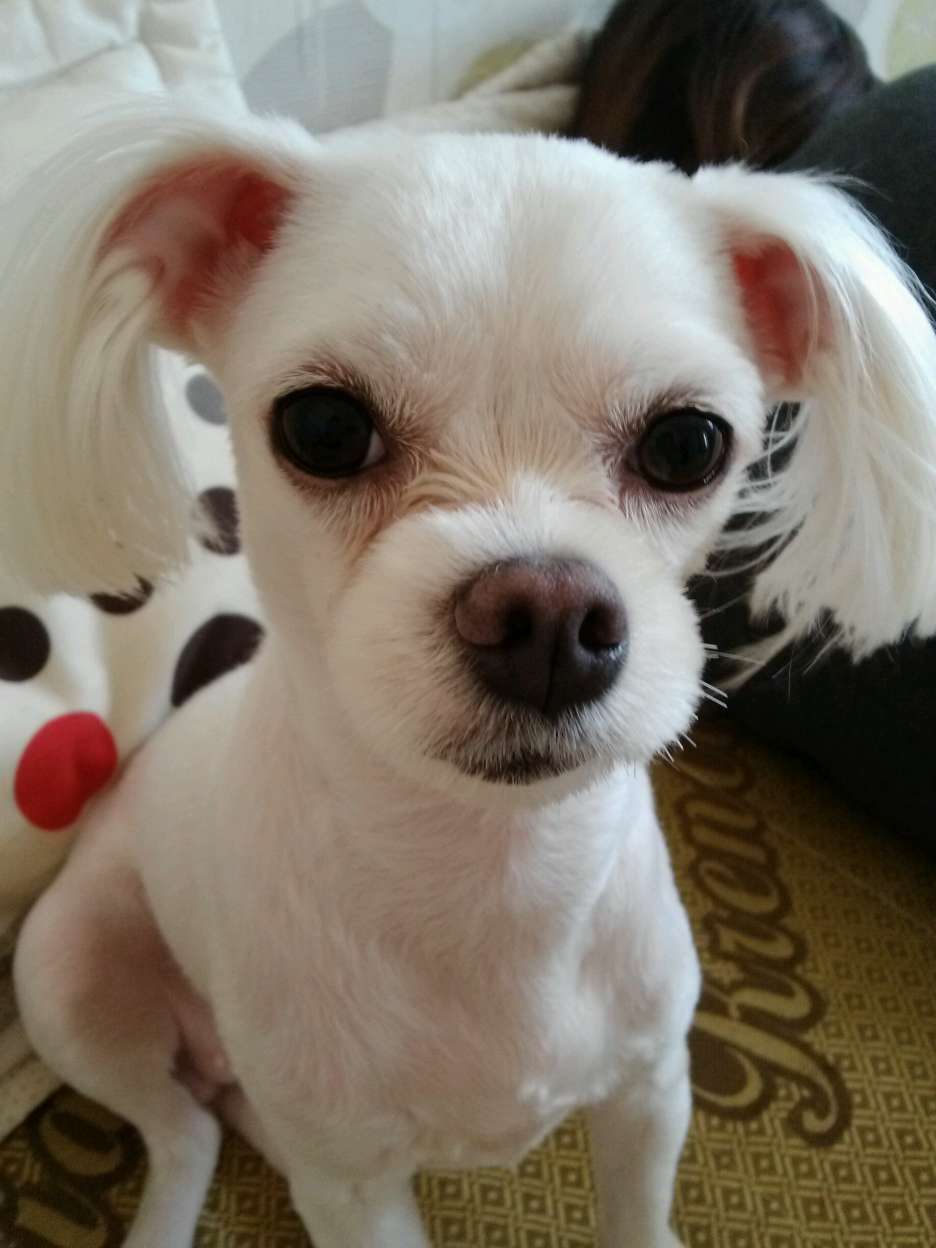 사례금 100만원 청주 복대동 맒티 여아찾습니다..