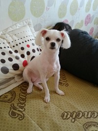 사례금 100만원 청주 복대동 맒티 여아찾습니다..