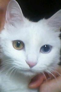 경기도안양시 안양3동 흰색고양이(터키쉬앙고라)찾습니다.