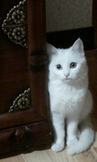 경기도안양시 안양3동 흰색고양이(터키쉬앙고라)찾습니다.