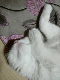 경기도안양시 안양3동 흰색고양이(터키쉬앙고라)찾습니다.