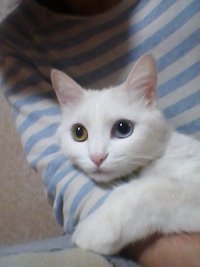 경기도안양시 안양3동 흰색고양이(터키쉬앙고라)찾습니다.