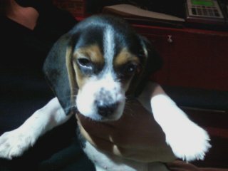 평택 농장에서 잃어버린 비글 찾습니다