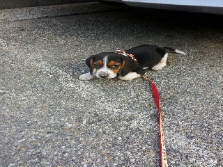 평택 농장에서 잃어버린 비글 찾습니다