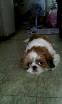 시추 주인을 찾습니다. (성동구 용답에서 발견)