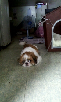 시추 주인을 찾습니다. (성동구 용답에서 발견)