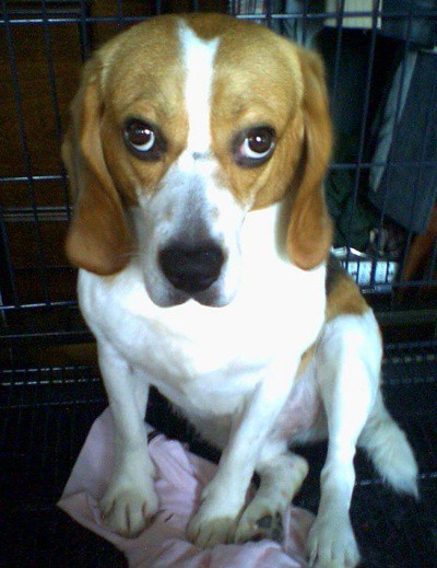 비글 남아 찾습니다(8/5일 12~6시쯤 방학동도깨비 시장부근분실) 