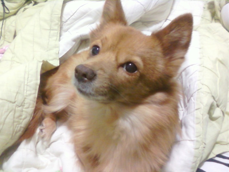 강동구에서 믹스견 암컷 찾습니다