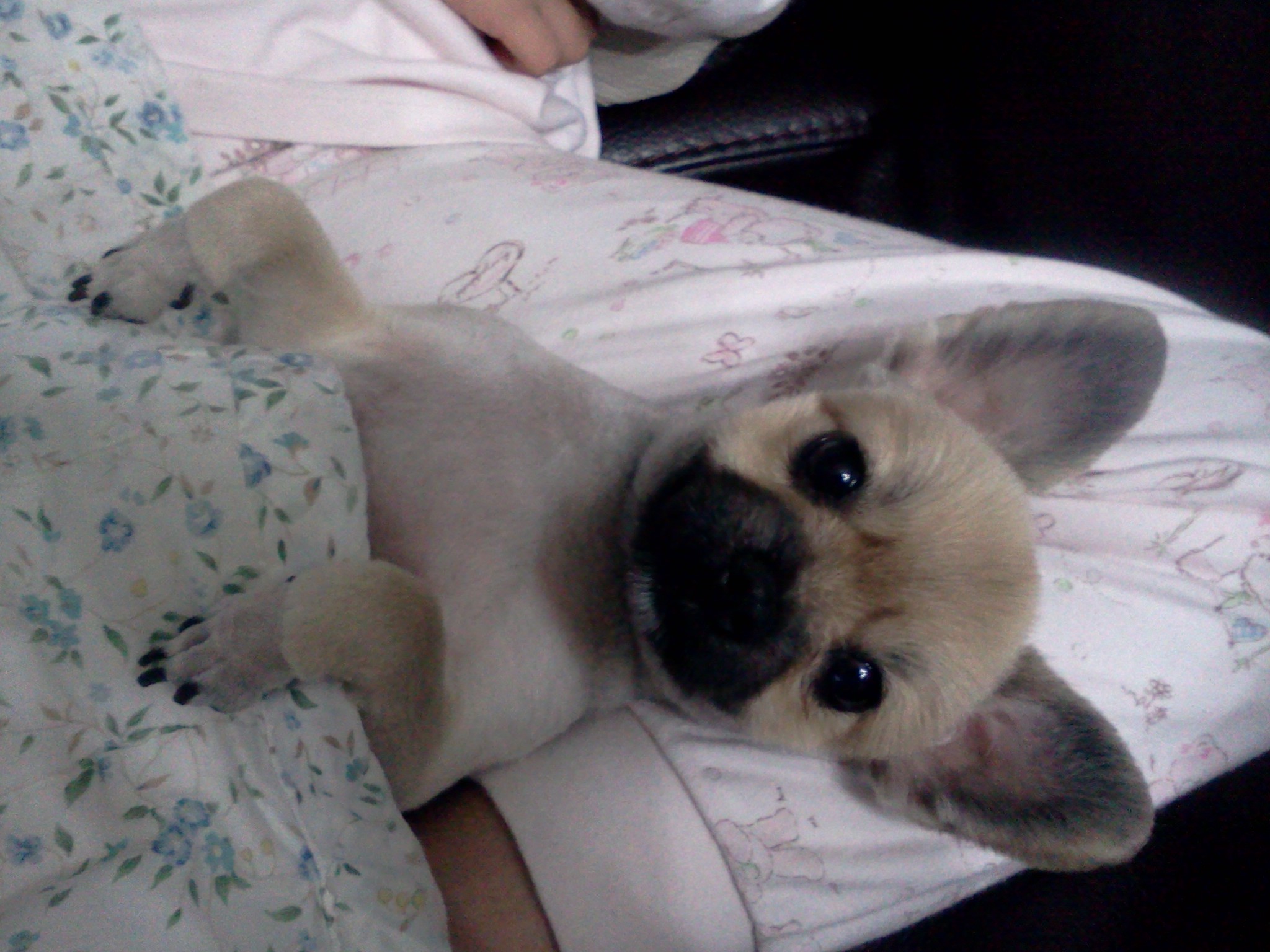 콩이를 찾습니다..