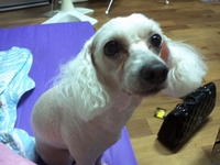 수원흰색푸들여아