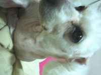 수원흰색푸들여아