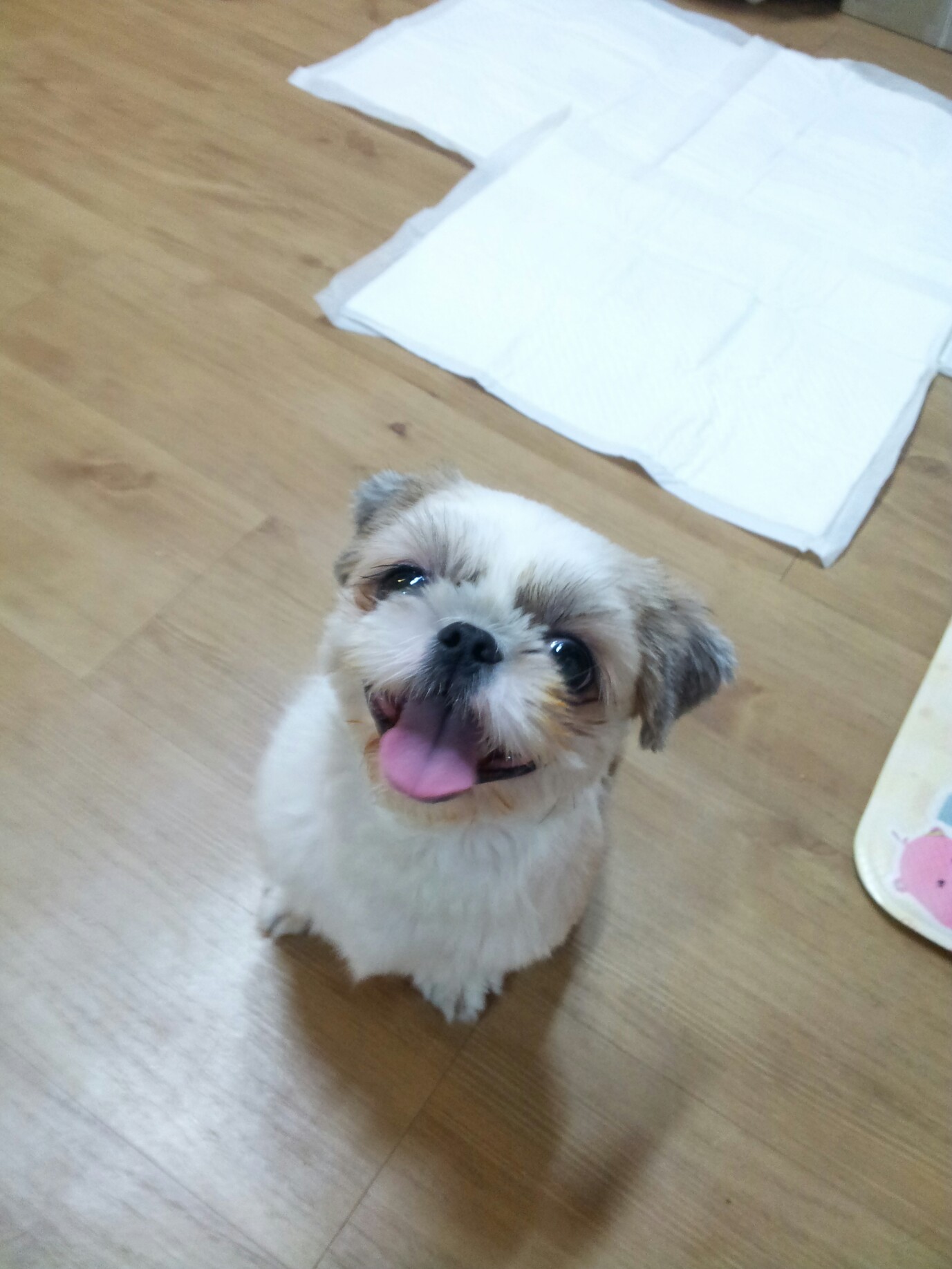 서대문구 홍제동 시츄 여아 보호중입니다.