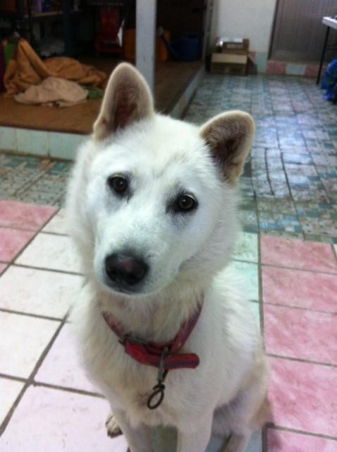 진도견 백구 여아 10개월 찾습니다