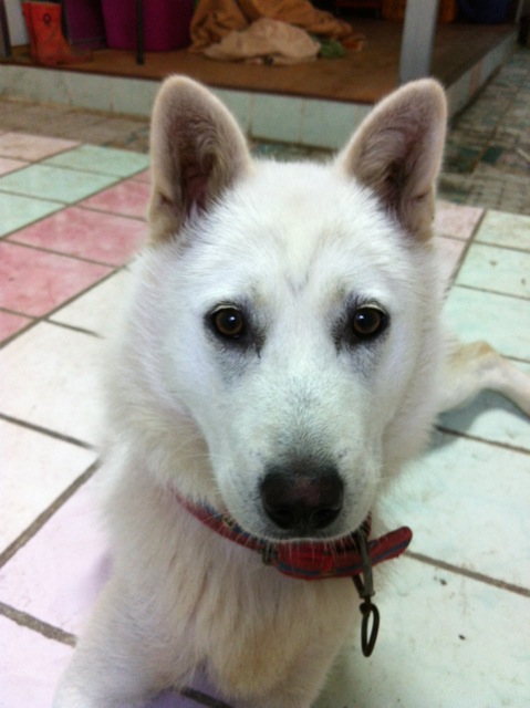 진도견 백구 여아 10개월 찾습니다